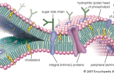 Animal:Z9surbj6cs8= Cell Membrane