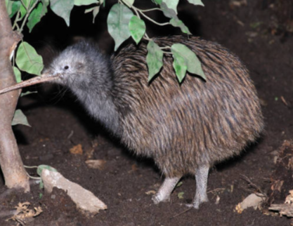 Animal:Qhhyatzoi_8= Kiwi