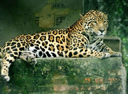 Animal:8tqvurqf1to= Jaguars