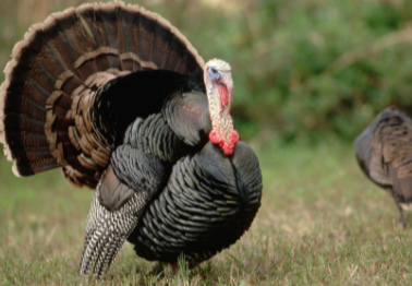 Thanksgiving:Lwmhevalbx0= Turkey Animal