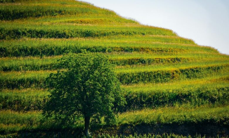 sustainable growth principles outlined