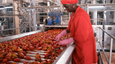 Senegal Job Market 2026: Key Sectors Creating New Jobs