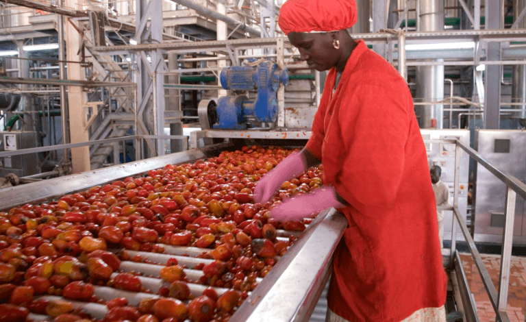Senegal Job Market 2026: Key Sectors Creating New Jobs